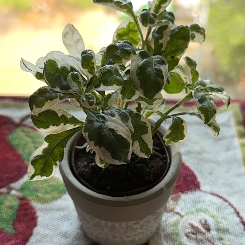 Photo of the plant species Waffle Plant 'Snow Queen' by @NovelNoni59 named Mochi on Greg, the plant care app