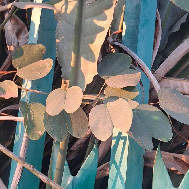 Photo of the plant species Orchid Tree by @Mellowlet named Mochi on Greg, the plant care app