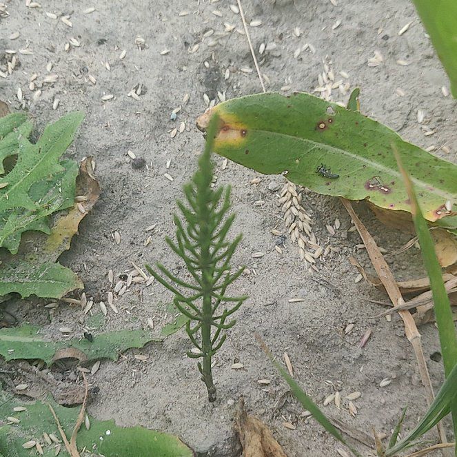 Photo of the plant species Field Horsetail by @SuperCocoplum95 named Curie on Greg, the plant care app