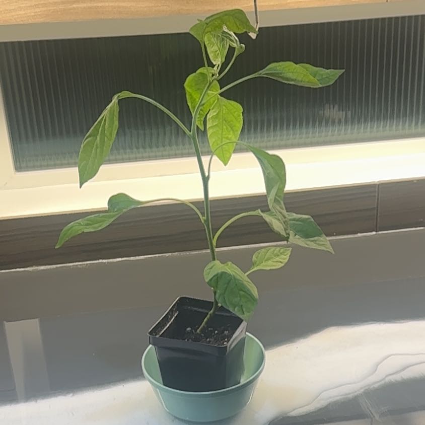 Photo of the plant species Scotch Bonnet Pepper by @RefinedAvocado named Scotch Bonnet Betty on Greg, the plant care app