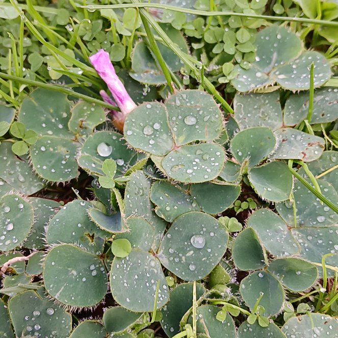 Photo of the plant species Purple Woodsorrel by @MindfulNeslia35 named Sanders on Greg, the plant care app