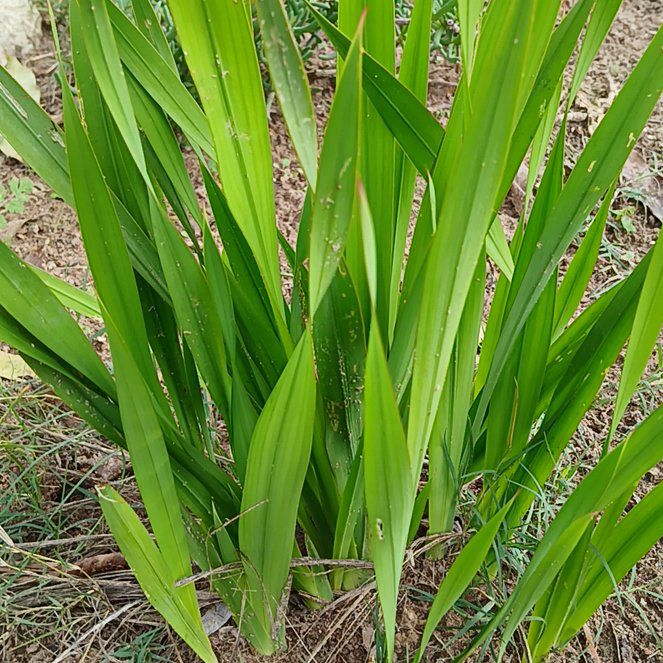 Photo of the plant species Cape Bugle-Lily by @MindfulNeslia35 named Anne on Greg, the plant care app