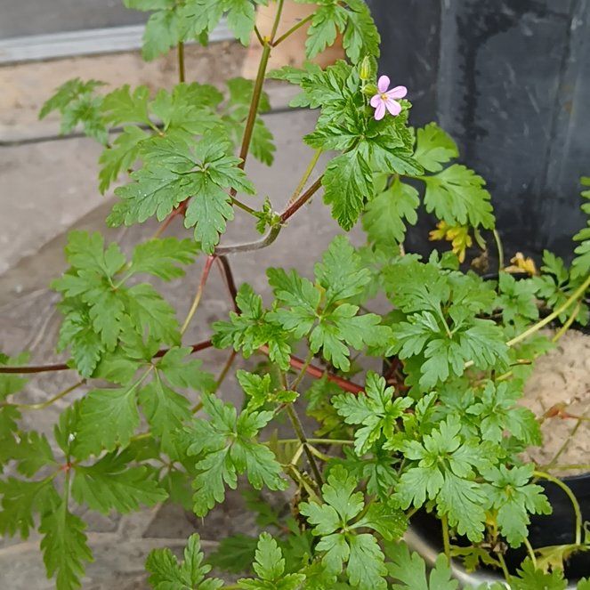Photo of the plant species Robert Geranium by @MindfulNeslia35 named Leonardo on Greg, the plant care app