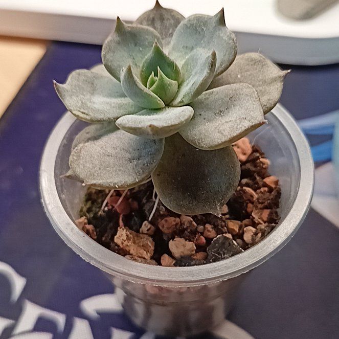Photo of the plant species Echeveria 'Marrom' by @WiredKohekohe56 named Michelle Branch on Greg, the plant care app