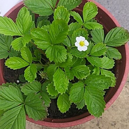 Photo of the plant species Alpine Strawberry 'Alexandra' by @CivilKippernut named Aria on Greg, the plant care app