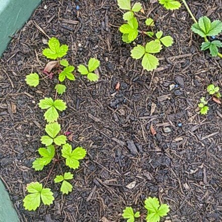 Photo of the plant species Alpine Strawberry 'Alexandra' by @CivilKippernut named Rosa on Greg, the plant care app