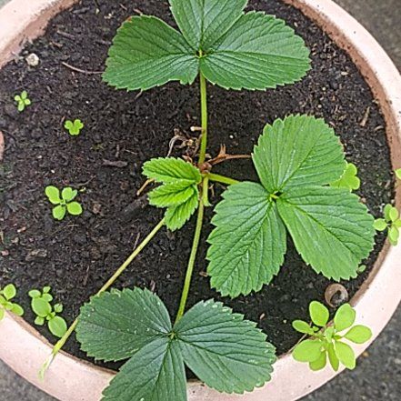 Photo of the plant species Pineberry 'White Carolina' by @CivilKippernut named Sonora on Greg, the plant care app