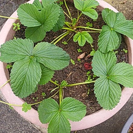 Photo of the plant species Pineberry 'White Carolina' by @CivilKippernut named Mochi on Greg, the plant care app