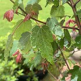 Photo of the plant species Red Maple 'Autumn Flame' by @HotMakura52 named Red maple - pot on Greg, the plant care app