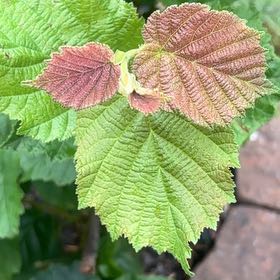 Photo of the plant species Common Filbert by @HotMakura52 named hazelnut on Greg, the plant care app