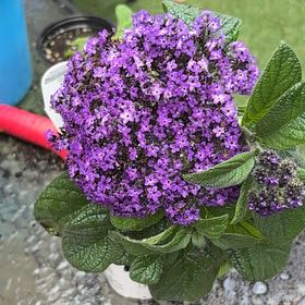 Photo of the plant species Heliotropium arborescens by @TidyOrchids17 named Dax on Greg, the plant care app