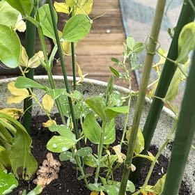 Photo of the plant species Silver Sweetpea Bush by @TidyOrchids17 named Remington on Greg, the plant care app