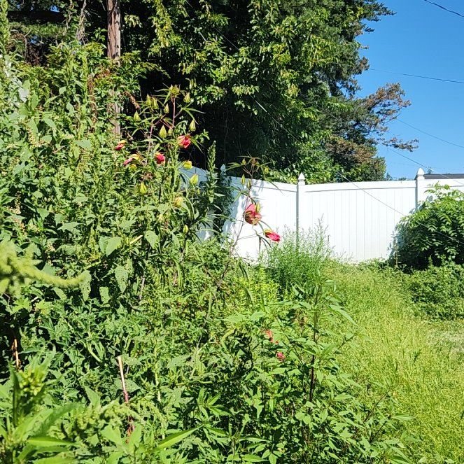 Photo of the plant species Scarlet Hibiscus by @BuffTukauki54 named Scarlet Hibiscus on Greg, the plant care app