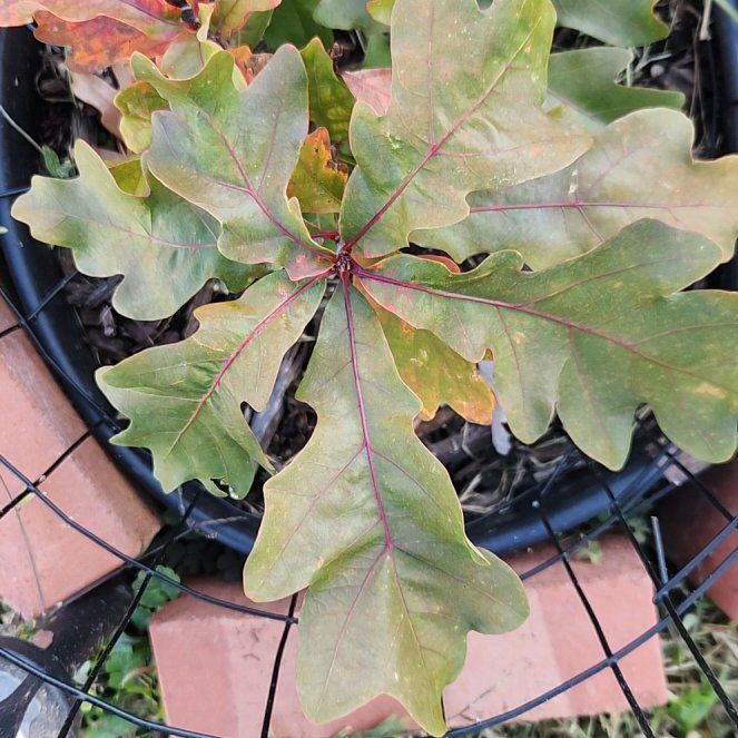 Photo of the plant species English Oak by @BuffTukauki54 named English Oak on Greg, the plant care app