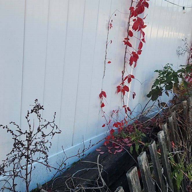 Photo of the plant species Virginia Creeper by @BuffTukauki54 named Dax on Greg, the plant care app