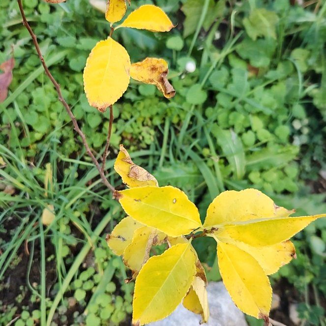 Photo of the plant species Black Chokecherry by @BuffTukauki54 named Black Chokeberry on Greg, the plant care app