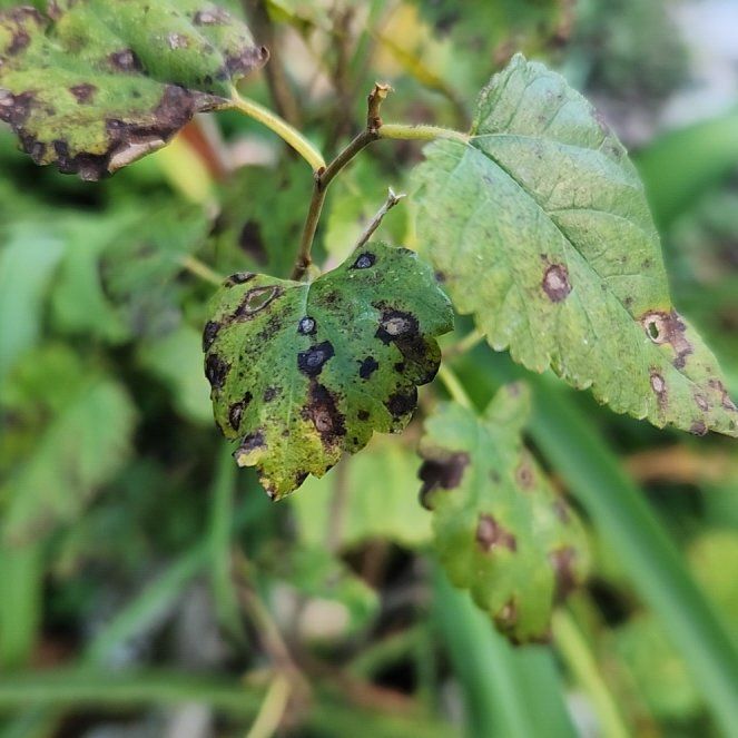 Photo of the plant species Brown Birch by @BuffTukauki54 named Brown Birch on Greg, the plant care app