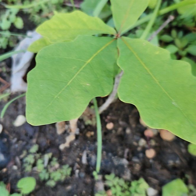 Photo of the plant species White Oak by @BuffTukauki54 named White Oak on Greg, the plant care app