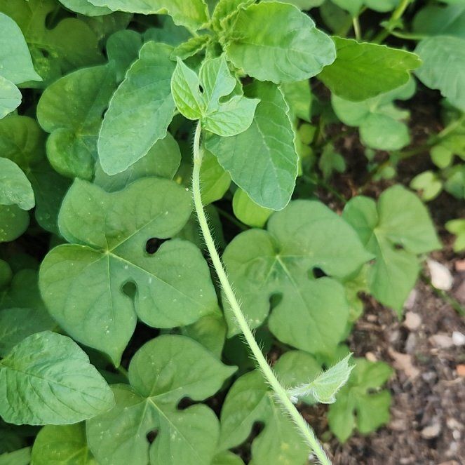 Photo of the plant species Ivyleaf Morning-Glory by @BuffTukauki54 named Hamilton on Greg, the plant care app