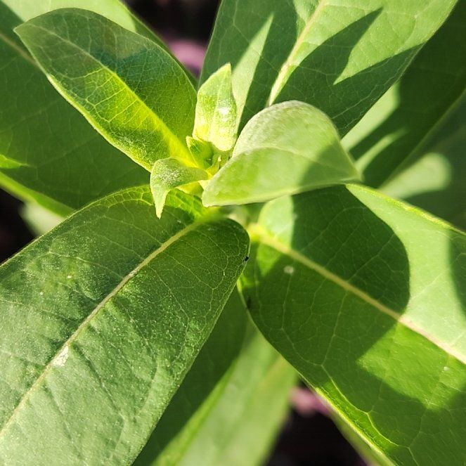 Photo of the plant species Asclepias Syriaca by @BuffTukauki54 named da Vinci on Greg, the plant care app