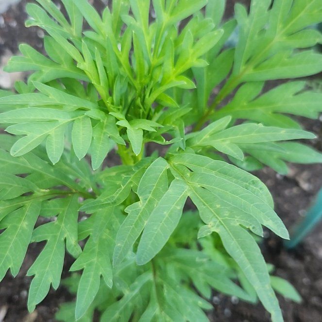 Photo of the plant species Sulphur Cosmos by @BuffTukauki54 named Madonna on Greg, the plant care app