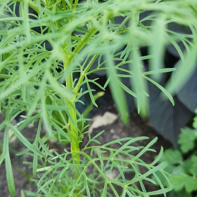 Photo of the plant species Garden Cosmos by @BuffTukauki54 named Nithin on Greg, the plant care app