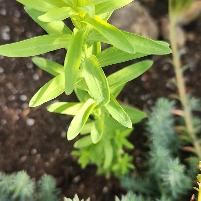 Photo of the plant species Flowering Flax by @BuffTukauki54 named Sonora on Greg, the plant care app