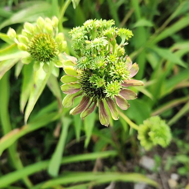 Photo of the plant species Chufa by @BuffTukauki54 named Kylie on Greg, the plant care app