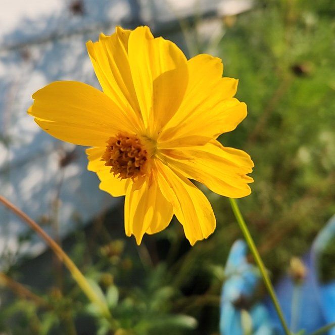 Photo of the plant species Sulphur Cosmos by @BuffTukauki54 named Xena on Greg, the plant care app