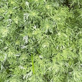 Photo of the plant species Spiky Bog-Moss by @HumorousTule33 named Daphne on Greg, the plant care app