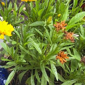 Photo of the plant species Large-Flowered Tickseed by @FabSkyplant77 named da Vinci on Greg, the plant care app