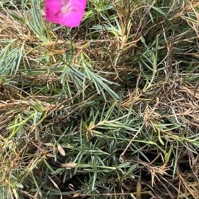 Photo of the plant species Chinese Pink by @FabSkyplant77 named Harry on Greg, the plant care app