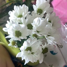 Photo of the plant species Cape-Lily by @GemTyrimnus92 named Cleopatra on Greg, the plant care app