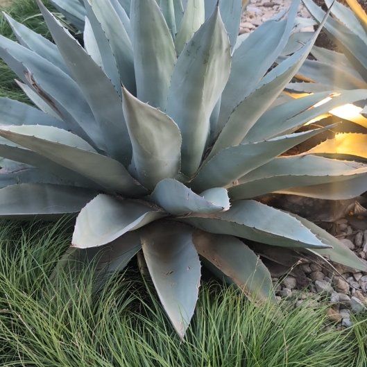Photo of the plant species Agave by @ExpertKiekie4 named Planty on Greg, the plant care app