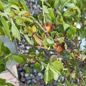 Photo of the plant species Crossberry by @FullBacopa75 named LiloStitch on Greg, the plant care app