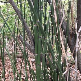 Photo of the plant species Common Scouring-Rush by @FlyingPignut named Sahara on Greg, the plant care app