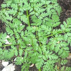 Photo of the plant species Conium Maculatum by @FlyingPignut named Beyonce on Greg, the plant care app