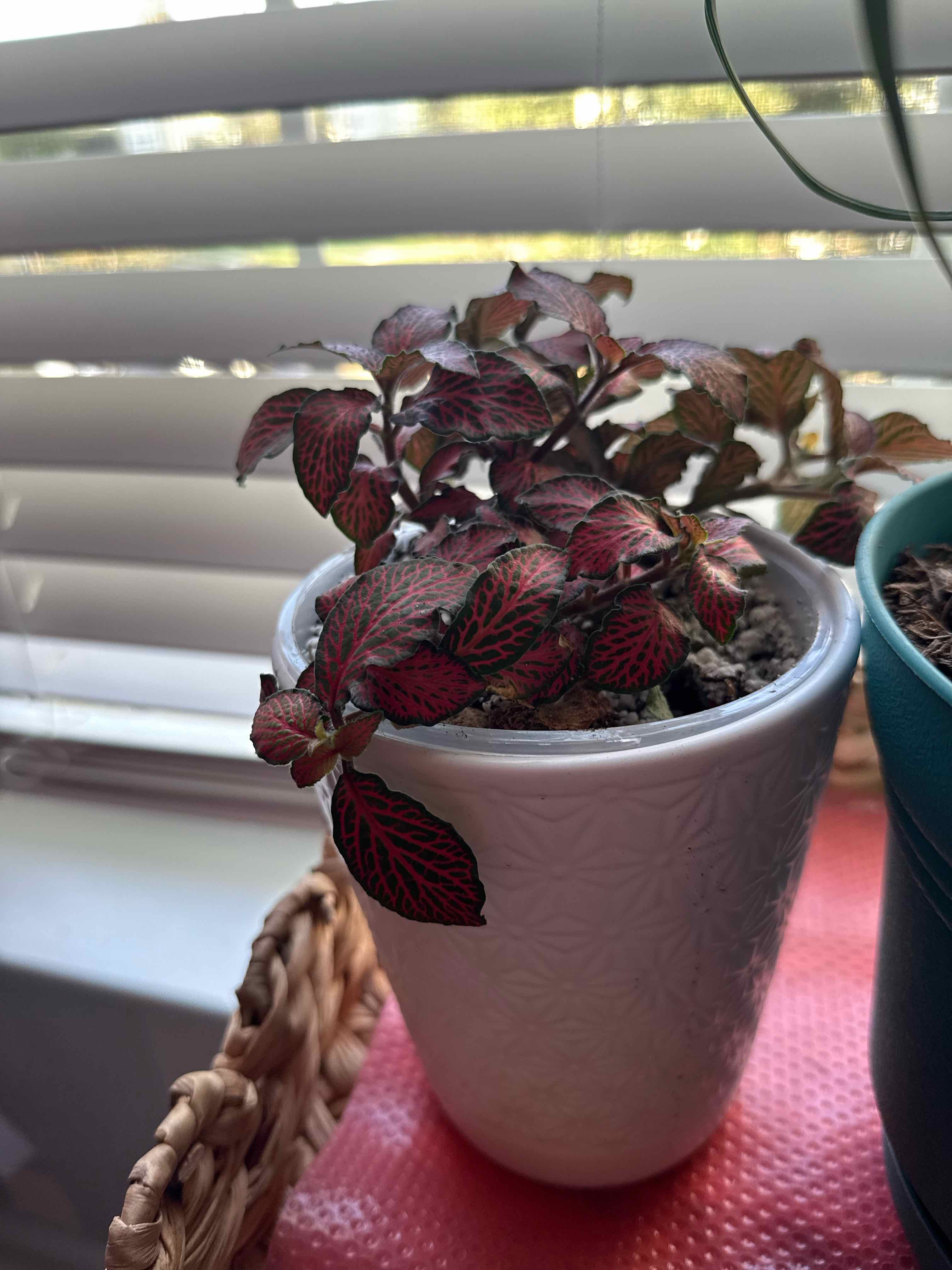 Photo of the plant species Fittonia by @SmartAmbrosina named Spike Leaves on Greg, the plant care app