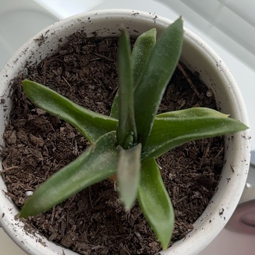 Photo of the plant species Lanceleaf Liveforever by @SmartAmbrosina named Art on Greg, the plant care app