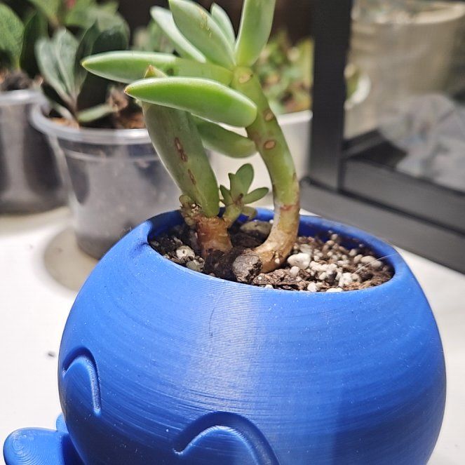 Photo of the plant species Unidentified Plant by @BeefyGutweed33 named Tolkien on Greg, the plant care app