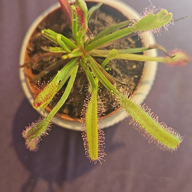 Photo of the plant species Cape Sundew by @BeefyGutweed33 named Keanu Leaves on Greg, the plant care app