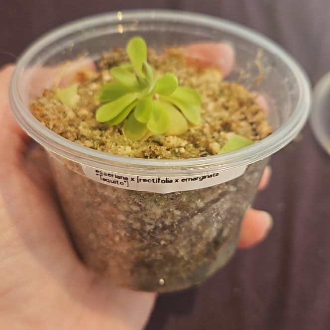 Photo of the plant species Mexican Butterwort by @BeefyGutweed33 named esserianaX[rectifoliaXemerginata] on Greg, the plant care app