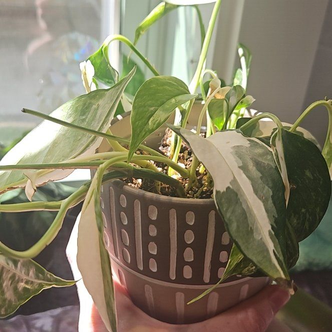 Photo of the plant species Albo Epipremnum Pinnatum by @BeefyGutweed33 named Rainier on Greg, the plant care app