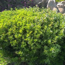 Photo of the plant species Mastic by @ChampFrogbit96 named Anne on Greg, the plant care app