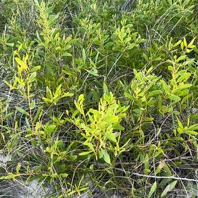 Photo of the plant species Inkberry by @ChampFrogbit96 named LiloStitch on Greg, the plant care app