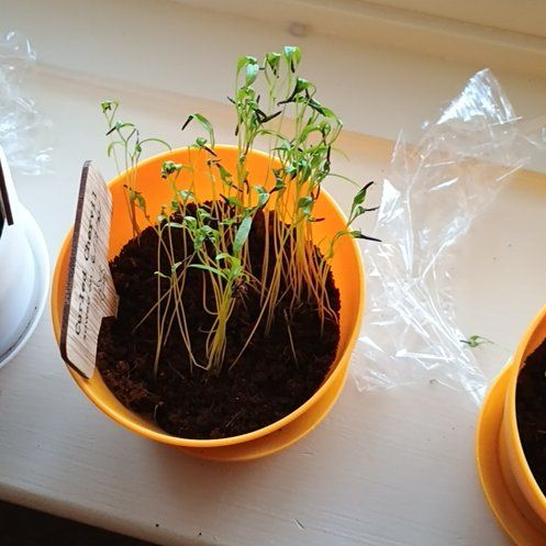 Photo of the plant species Chervil by @PrizedSoursop71 named Curled Chevril on Greg, the plant care app