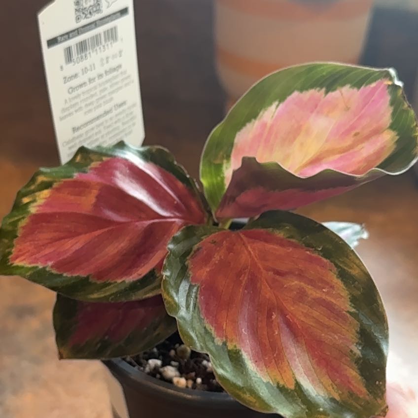 Photo of the plant species Beau Chateau by @CarRae888 named Clooney on Greg, the plant care app