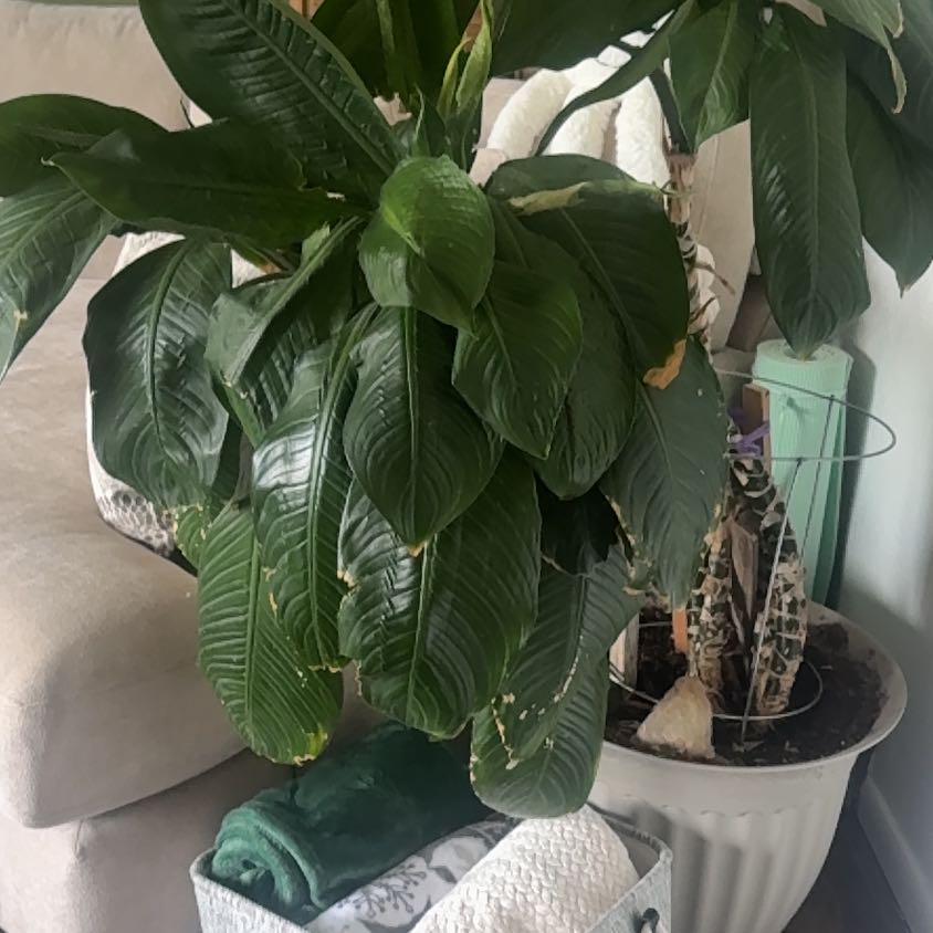 Photo of the plant species Dumb Cane by @CarRae888 named Ulysses S Plant on Greg, the plant care app