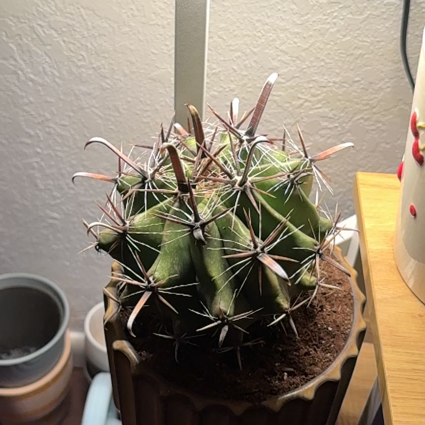 Photo of the plant species Barrel Cactus by @CarRae888 named Gordon on Greg, the plant care app