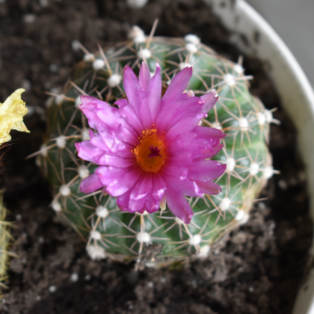 Photo of the plant species Golden Purple Parodia by @WinBlackbent73 named Austen on Greg, the plant care app